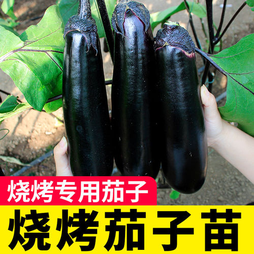 山东寿光杭茄一号苗秧皮薄香糯紫长线茄种子黑圆茄竹丝青鸡蛋茄子 - 图2