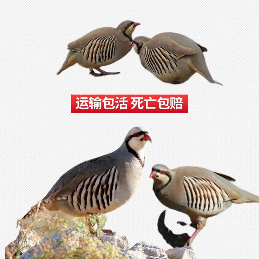 美国鹧鸪活体呱呱鸡飞龙鸟旮旯宠物鸡鹧鸪鸡公母成年一对运输包活,淘宝优惠券,粉丝福利购,淘宝优惠卷