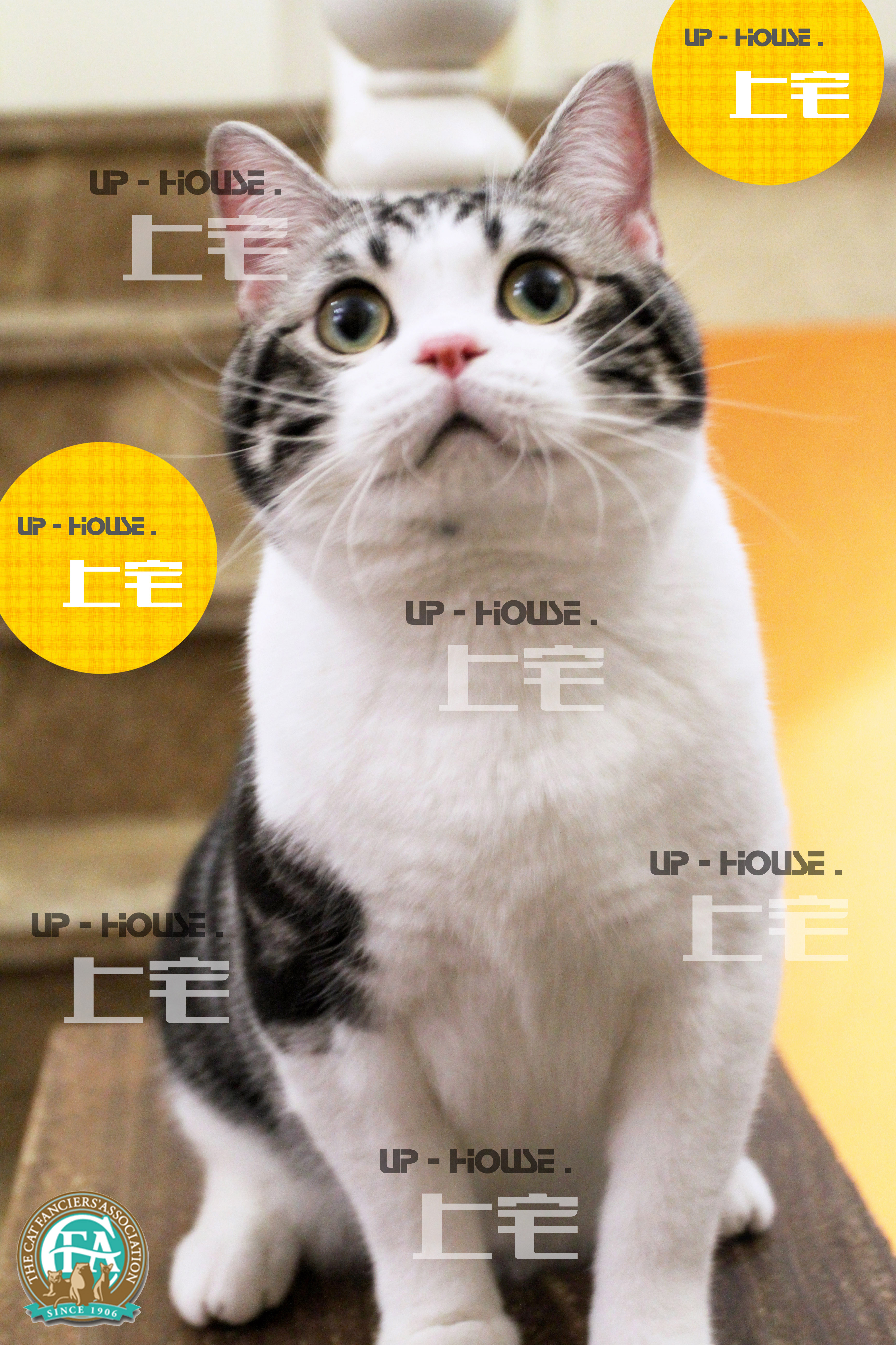 ▲上宅CFA种公展示▲美国短毛猫美短银虎斑加白起司GC▲星的王国 - 图0