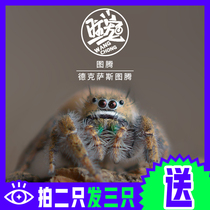 Hop Spider Pet Small Spider Texas Totem Tabletop Mini microscape medium high-end variety Microdistance shooting