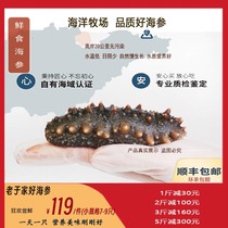 Dalian wild bottom sowing high-quality ready-to-eat fresh sea cucumbers 5-16 head good taste specifications Qi