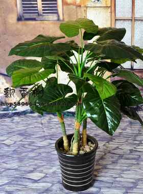 仿真盆景仿真树植物盆栽仿真绿植 仿真万年青 田园绿萝套装绿植！