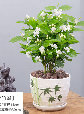 摆件茉莉花盆栽重瓣开花浓香绿植