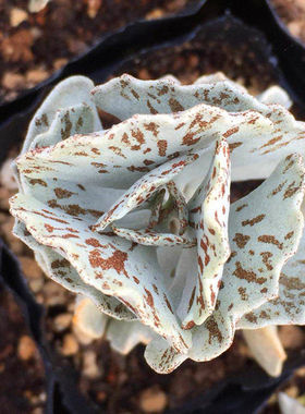 白雀扇多肉肉肉吸甲醛办公桌