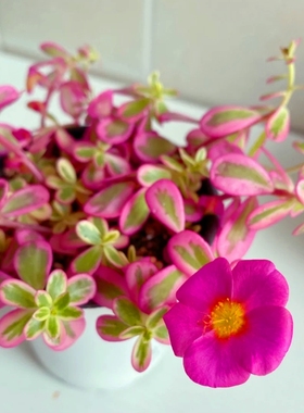 室内盆栽花卉绿植新手推荐田园