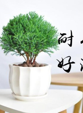 摆件雾松小盆景绿植盆栽花卉净化