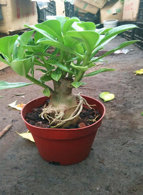 沙漠玫瑰植物盆栽花苗重瓣花卉