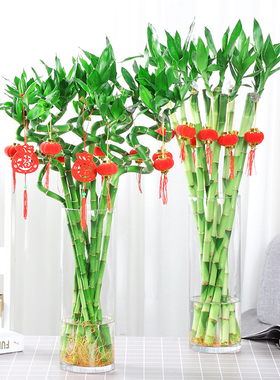 富贵竹植物水养转运竹水培绿植盆