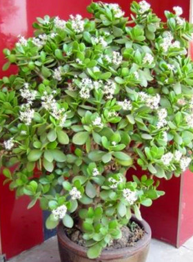 室内阳台盆栽花卉绿植净化空气好