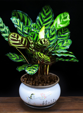 室内植物孔雀竹芋吸甲醛桌面