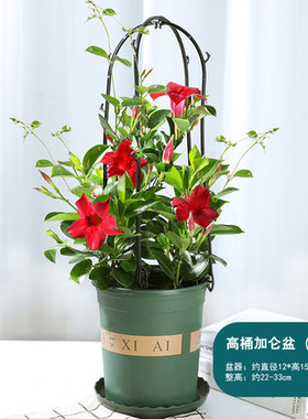 摆件绿植盆栽花卉植物飘香藤