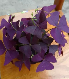 紫叶多年生紫色带叶子