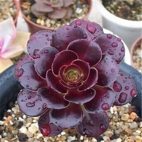 多肉植物黑法师 红覆轮锦 圆叶法师 铜壶 玫瑰紫羊绒百种法师 - 图0