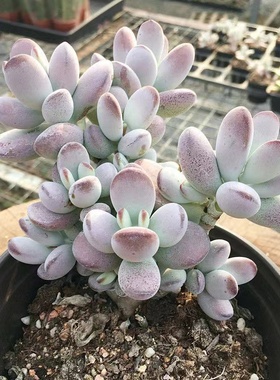 肉肉植物净化空气多肉植物