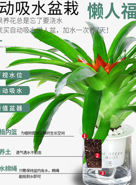 室内花卉易活凤梨红运当头盆栽