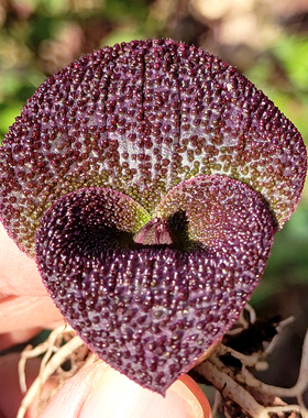 植物净化空气紫镜多肉植物球根种