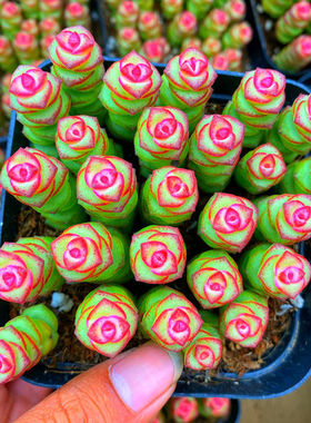 多肉植物盆栽花卉钱串子彩色钱串