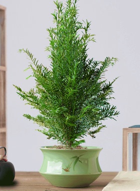 红豆杉树苗盆栽庭院花卉植物辅助