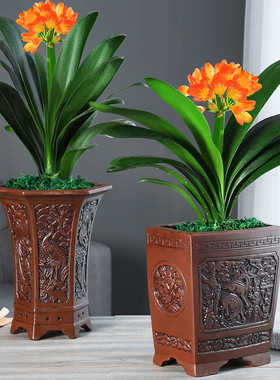 四季君子兰盆栽圆头花苗室内绿植