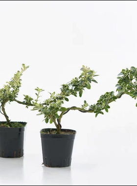 陶瓷大口径多肉植物通用迷你花盆