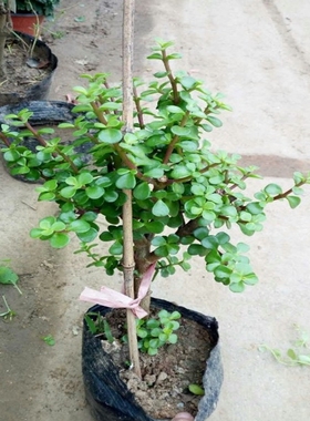 多肉植物盆栽金枝玉叶花卉绿植