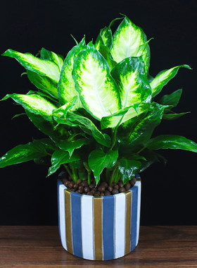 摆件室内万年青净化空气吸植物