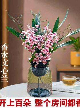 香水文心兰花苗现带花苞浓香