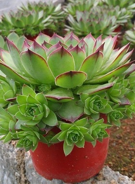 观音莲盆栽净化空气田园室内阳台