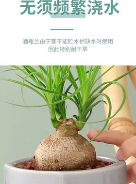 摆件多肉植物花卉酒瓶兰盆栽室内