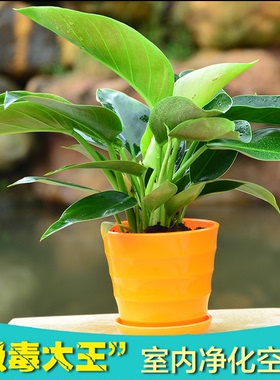 大叶金钻四季常青花卉植物盆景