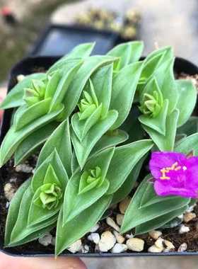 一帆风顺带盆栽好奇趣旺财植物