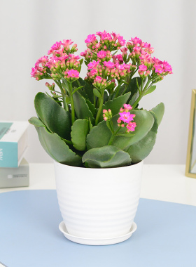 室内盆栽巴黎系列带花苞桌面绿植