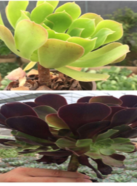 室内阳多肉植物黑法师圆叶玫瑰紫