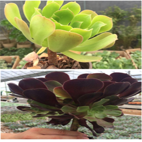 多肉植物黑法师 红覆轮锦 圆叶法师 铜壶 玫瑰紫羊绒百种法师 - 图1