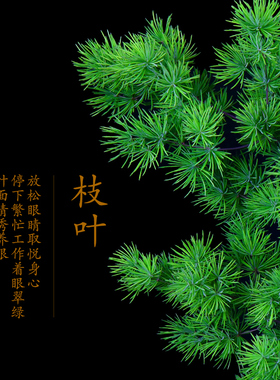 蓬莱松盆栽室内花卉植物摆件造景