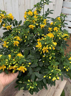 摆件黄金梅盆栽绿植植物黄金树花