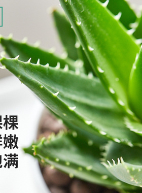 室内芦荟水培绿植吸甲醛摆件