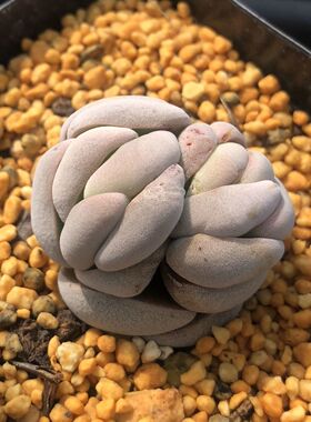 摆件绿植盆栽白稚儿多肉植物田园