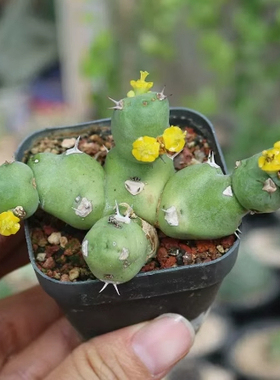 仙人球植物净化空气黄花大戟室内