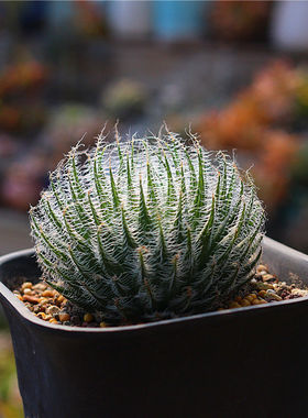 奇异多肉植物十二卷精养玉露新手