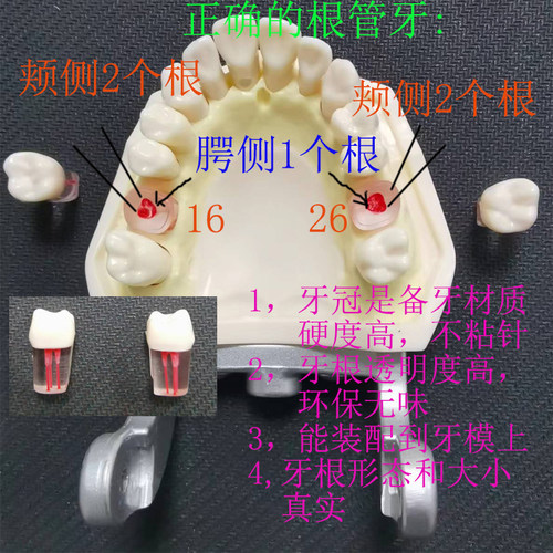 牙科材料根管牙带根管树脂带牙粒开髓腔牙髓考试离体牙专用牙 - 图1