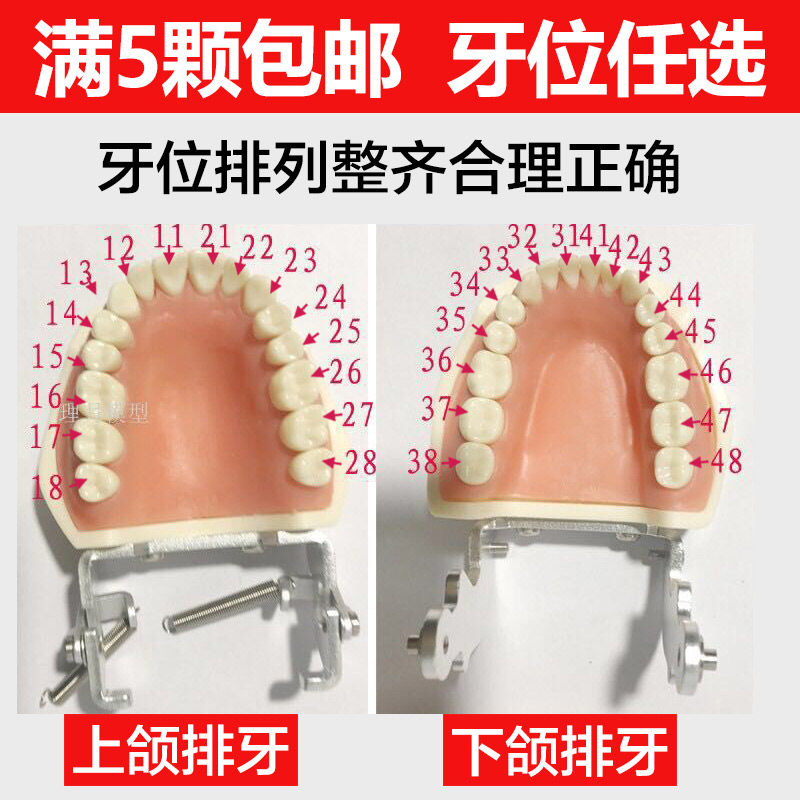 备牙模型离体牙仿真种植牙科牙粒口腔根管开髓牙树脂牙考试临时牙-图1