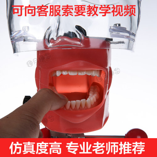 牙科材料口腔备牙模型器械工具离体牙备牙种植树脂牙简易仿真头模 - 图1