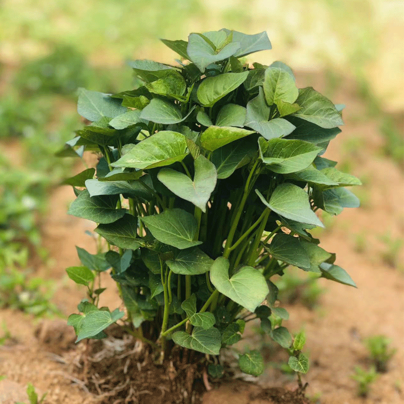 紫薯苗红薯藤糖紫心蜜薯地瓜秧泰紫1号高产脱毒原种100棵包邮种植 - 图2