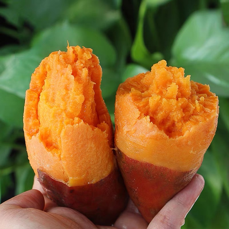 红薯苗西瓜红红心六鳌蜜薯秧种植普薯32藤100棵包邮高产脱毒地瓜