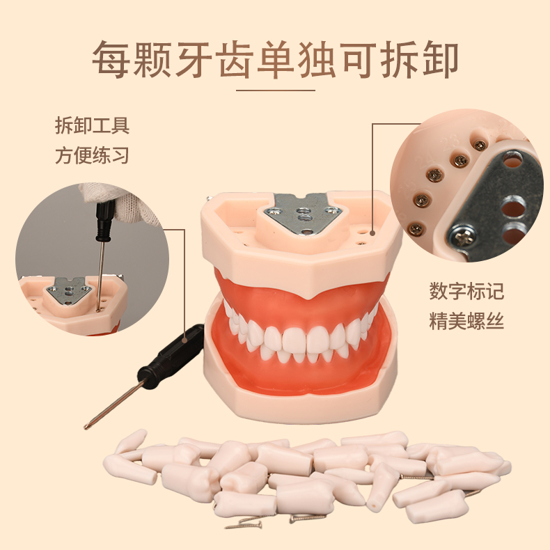 牙齿模型口腔牙科模具医生练习考试树脂缝可拆卸离体标准假备牙-图1