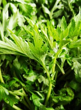 奢简纯山茶油艾草皂三合一痒湿