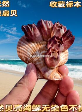 天然珊瑚海石花紫藤壶海盘车鱼窝躲避 鱼缸水族箱造景装饰海螺