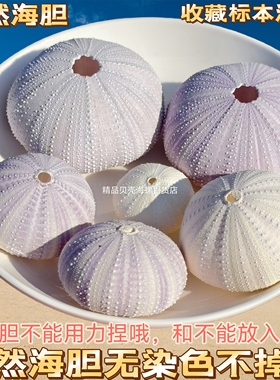 天然海螺贝壳海胆壳送礼结婚礼物创意饰品海胆灯手工diy文创材料