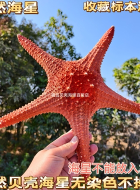 天然海星霸王海星贝壳大号五角星沙滩家居装饰拍摄道具收藏品